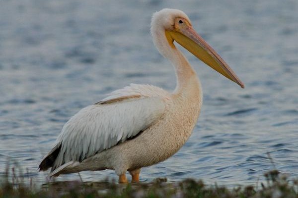 White Pelican