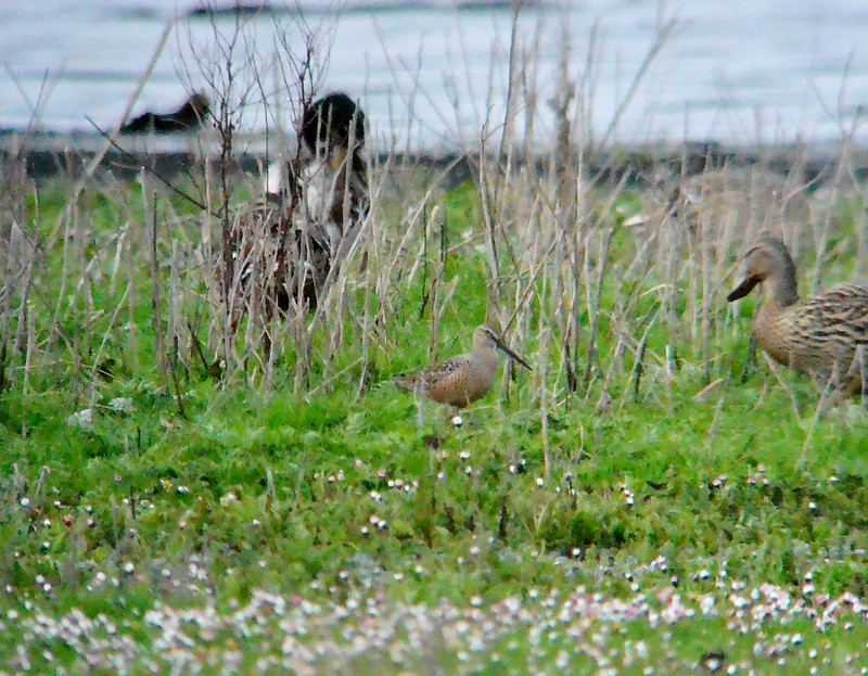 Long-billed Dowitcher