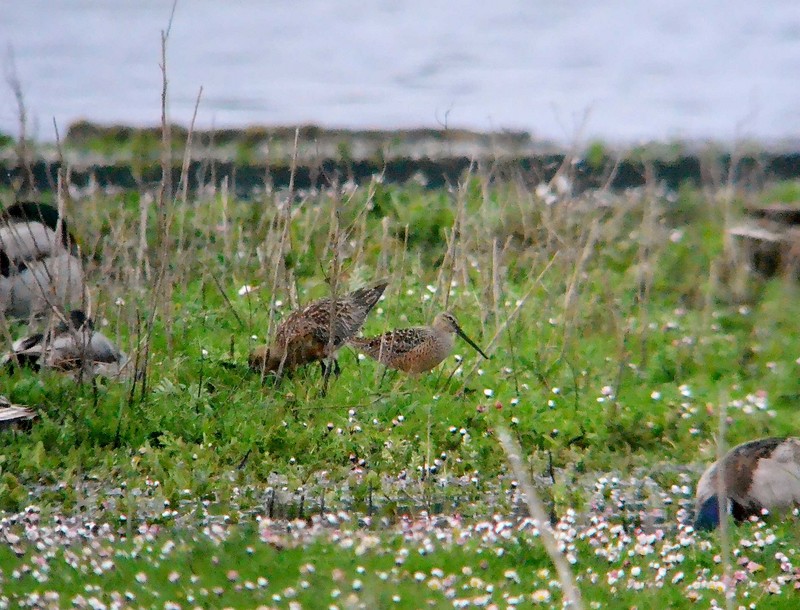Long-billed Dowitcher