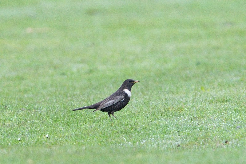 Ring Ouzel