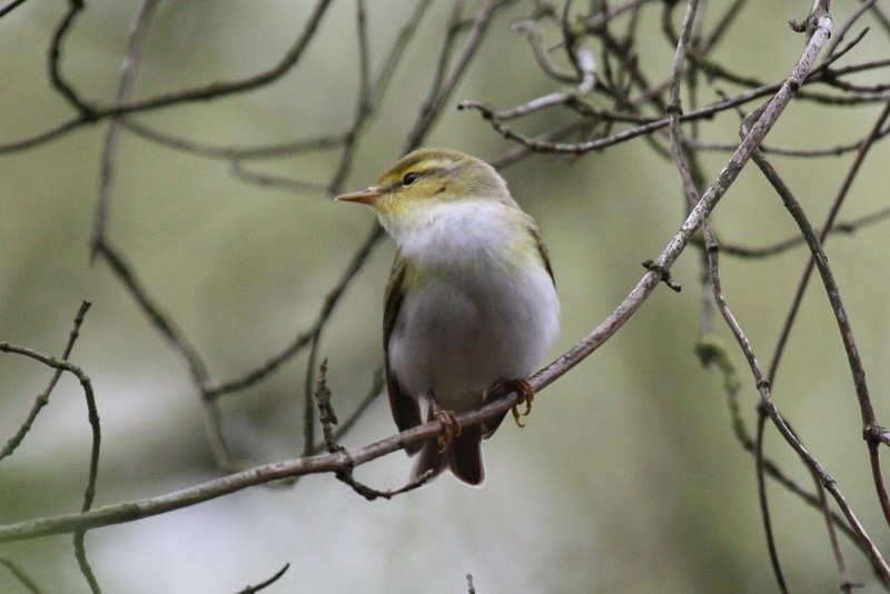 Wood Warbler
