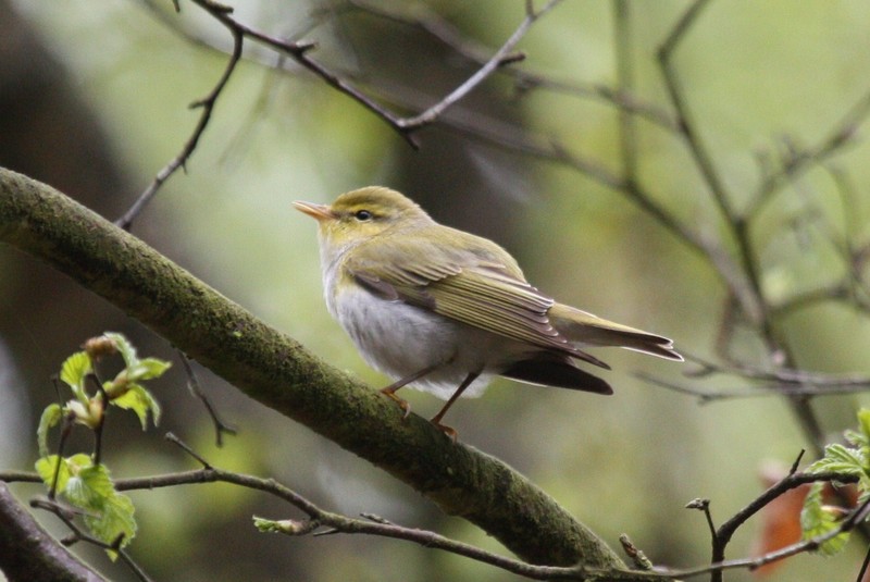 Wood Warbler