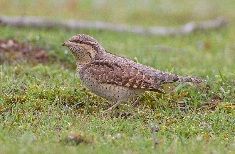 Wryneck