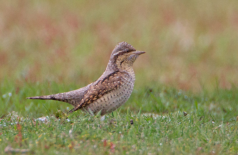 Wryneck