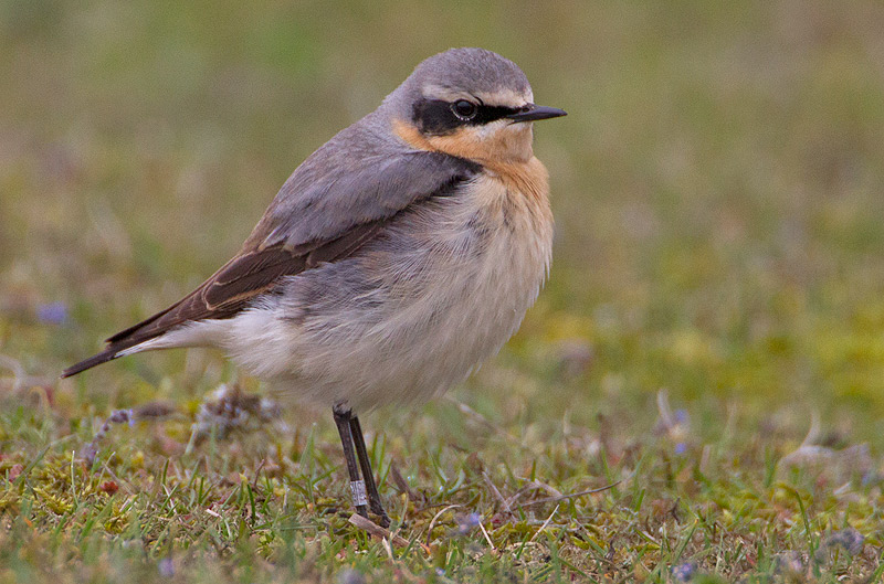Wheatear