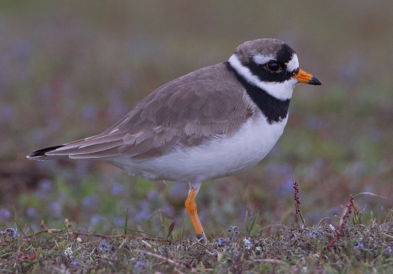 Ringed Plover