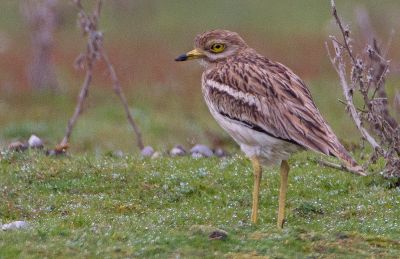 Stone Curlew