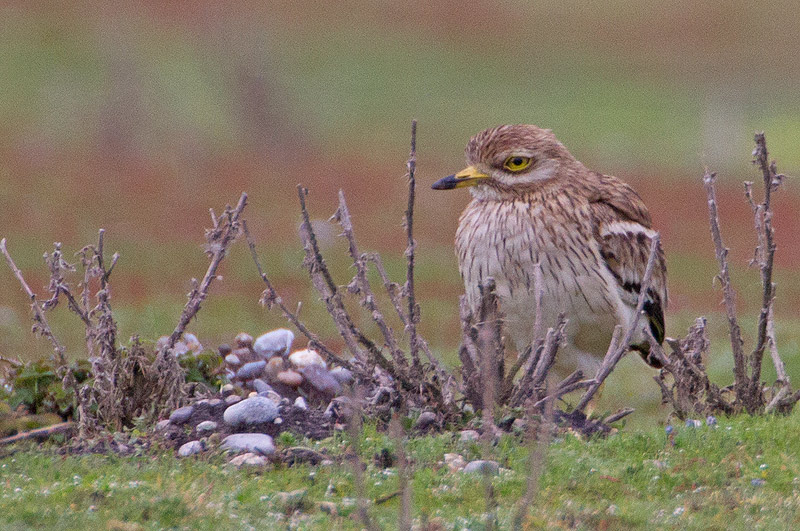Stone Curlew
