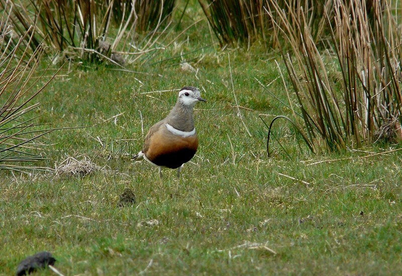 Dotterel