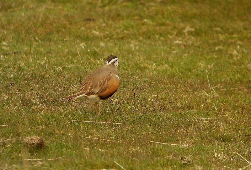 Dotterel