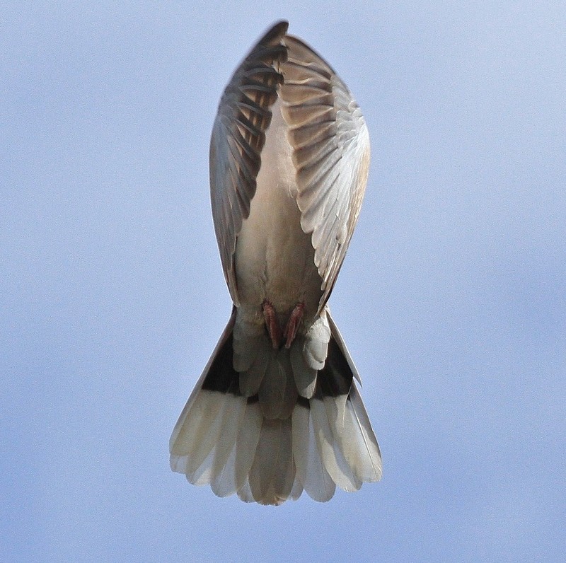 Collared Dove