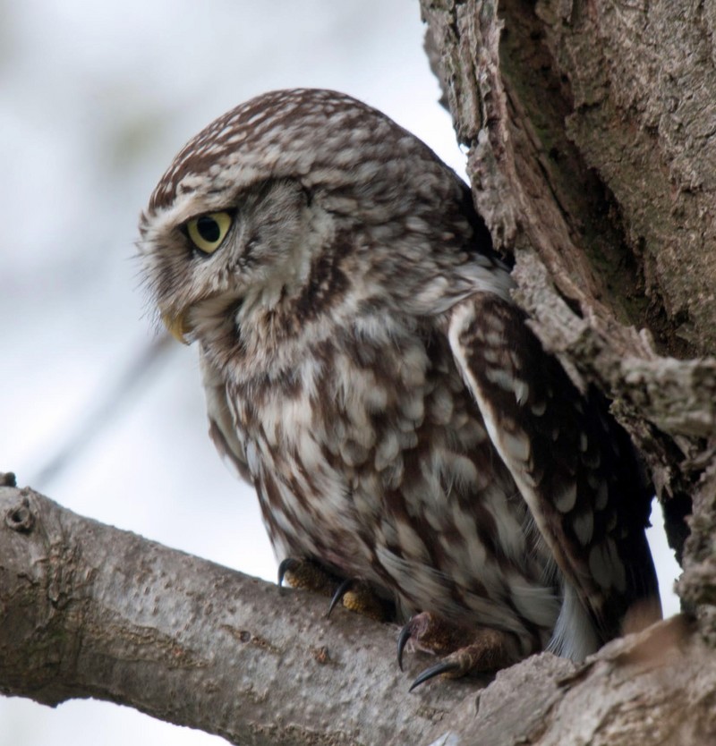 Little Owl