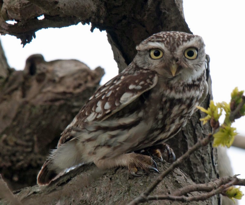 Little Owl