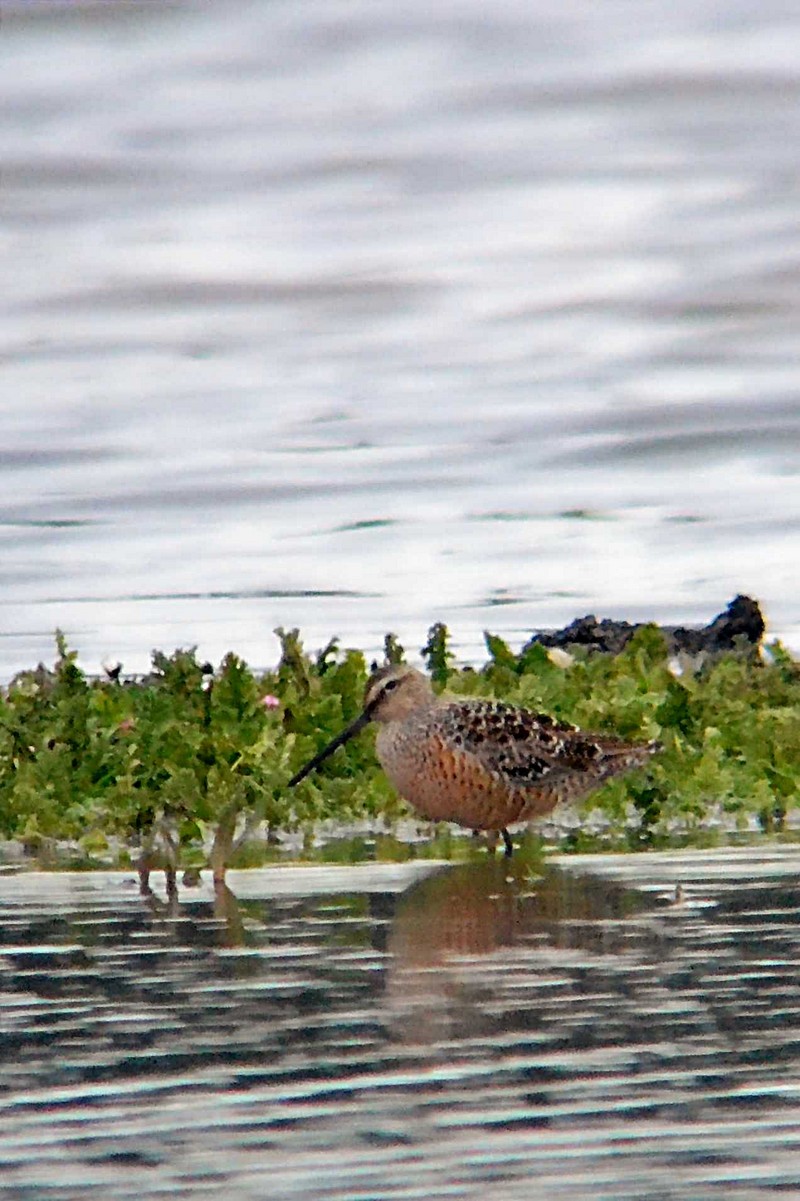 Long-billed Dowitcher