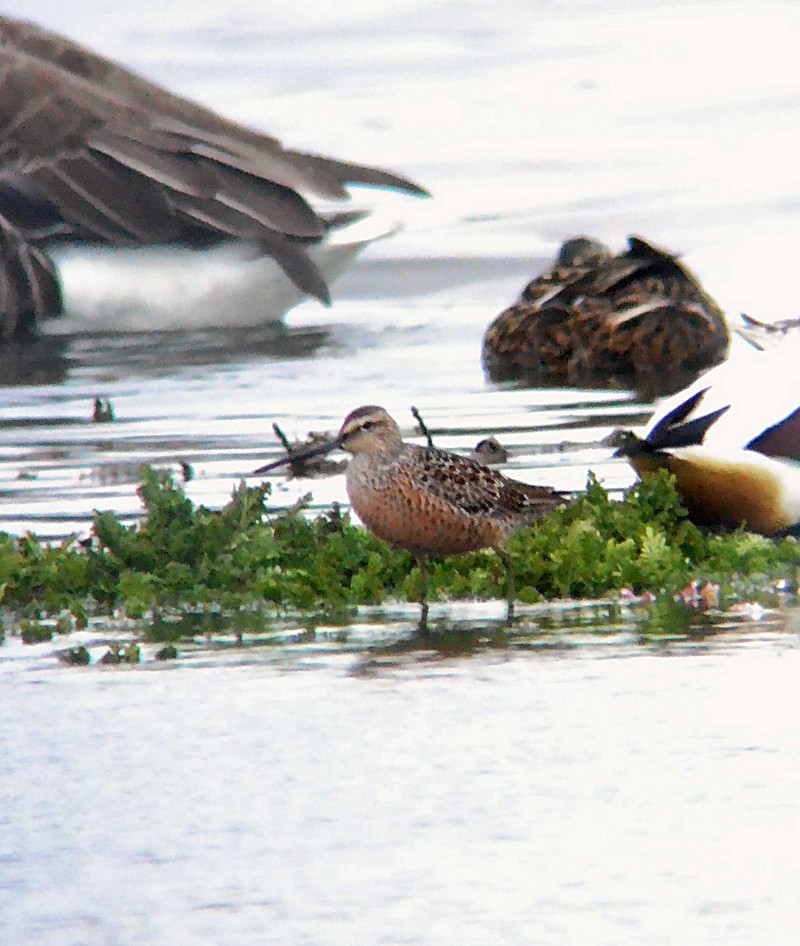 Long-billed Dowitcher