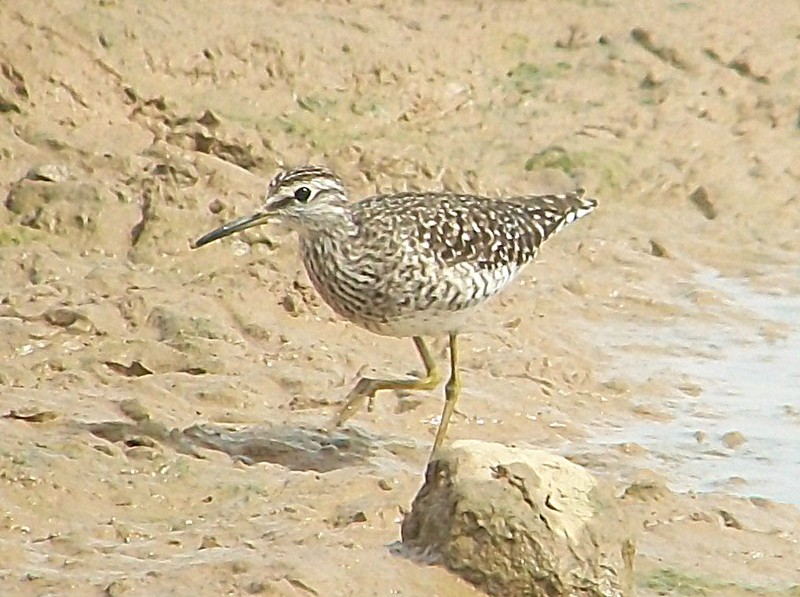 Wood Sandpiper