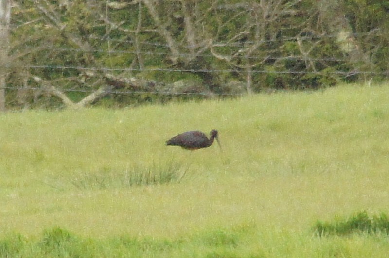 Glossy Ibis