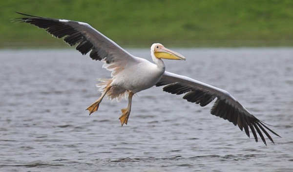 White Pelican