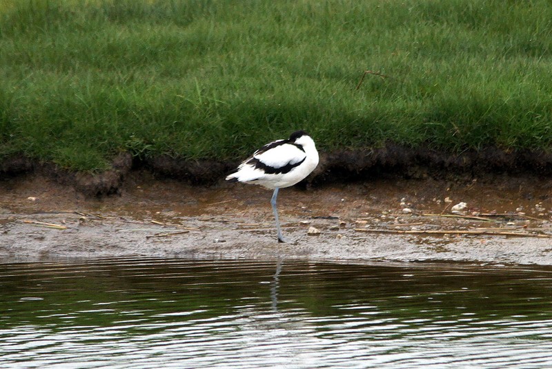 Avocet