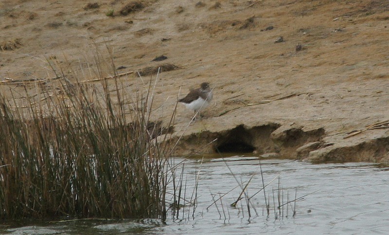 Common Sandpiper