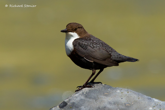 Dipper