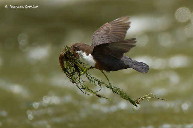 Dipper