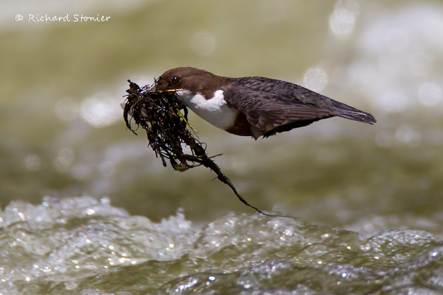 Dipper