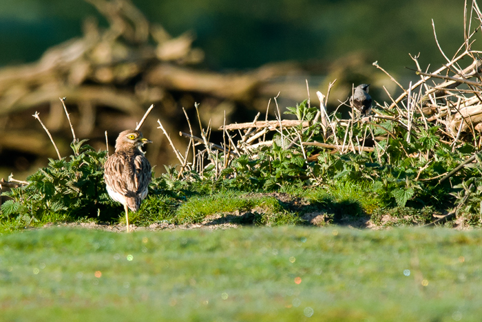 Stone Curlew