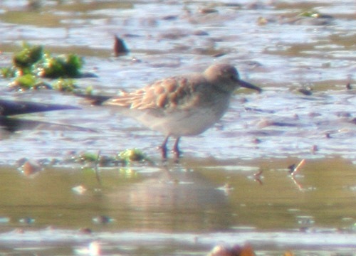 White-rumped Sandpiper