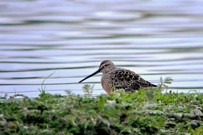 Long-billed Dowitcher
