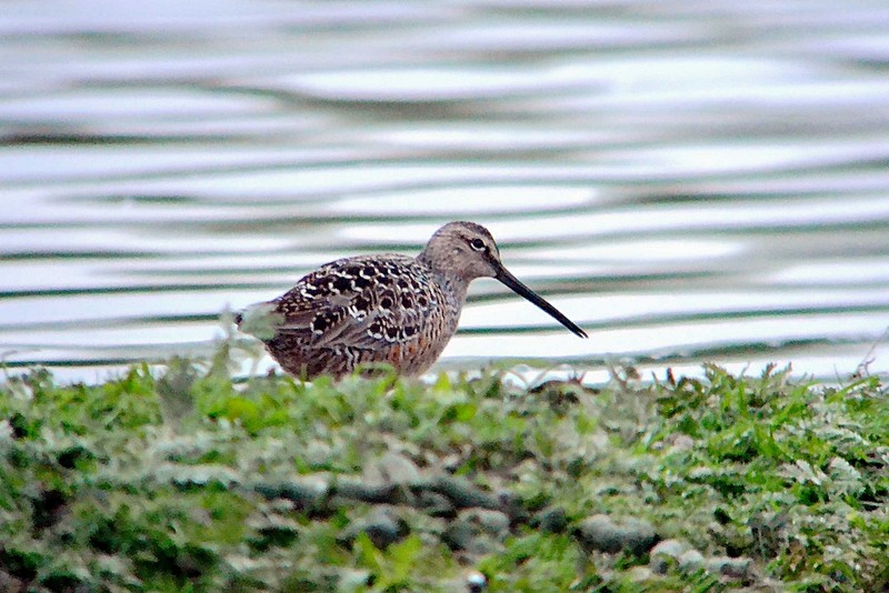 Long-billed Dowitcher