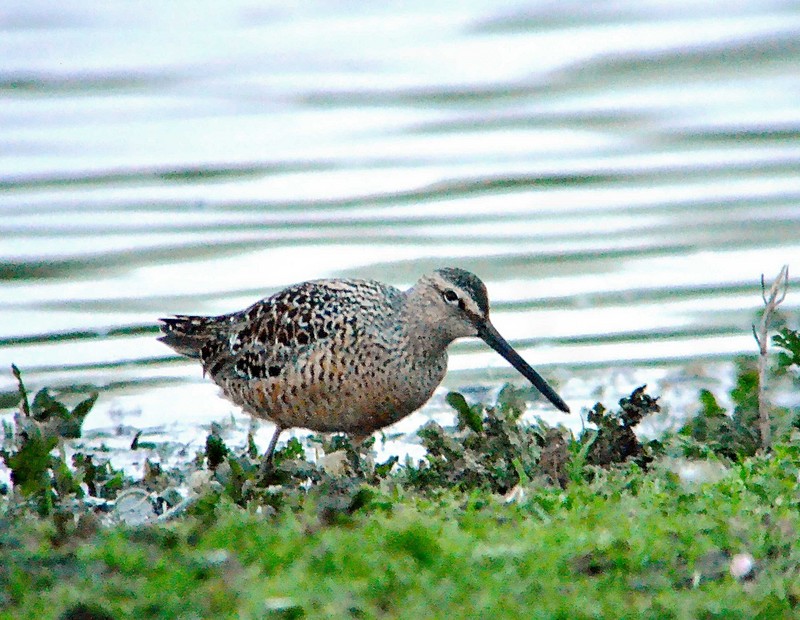 Long-billed Dowitcher