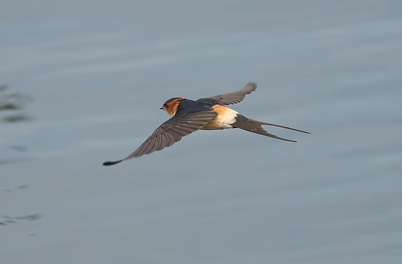 Red-rumped Swallow