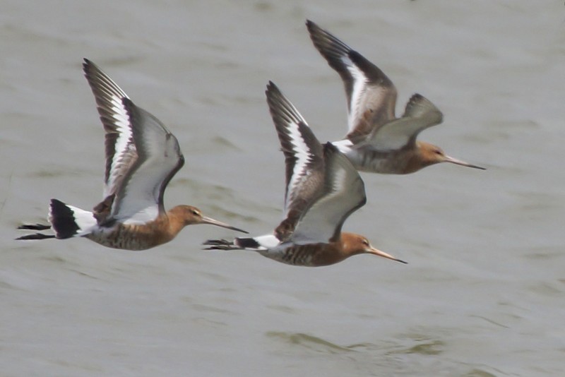 Black-tailed Godwit