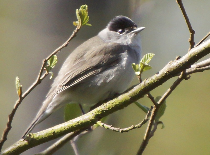 Blackcap