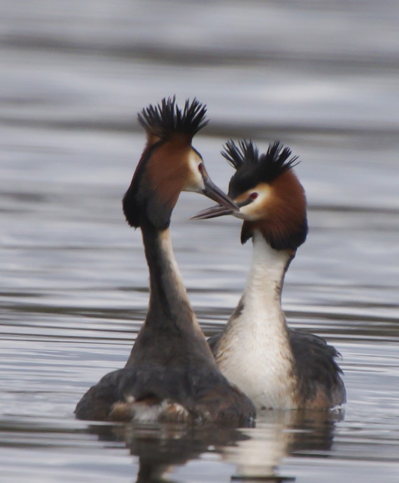 Great Crested Grebe