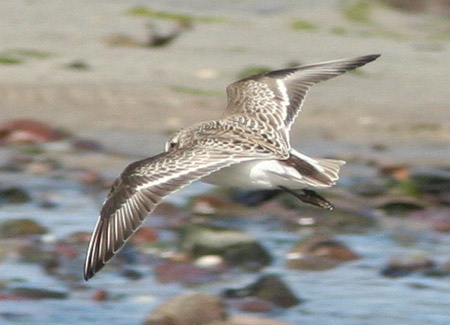 Semipalmated Sandpiper