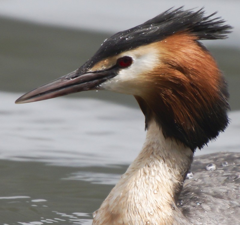 Great Crested Grebe
