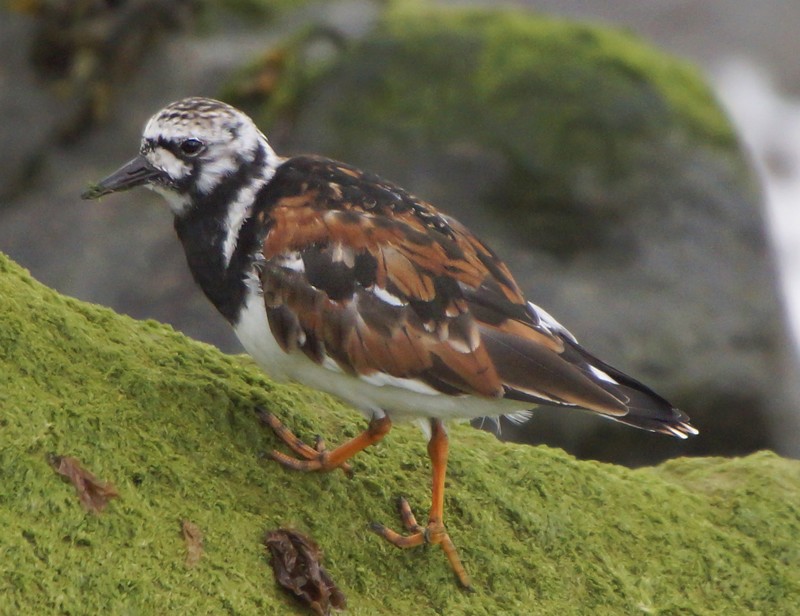 Turnstone