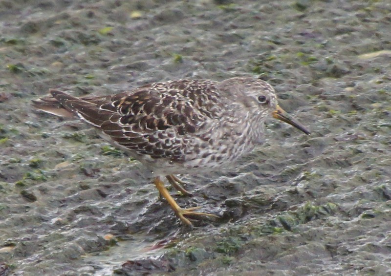 Purple Sandpiper