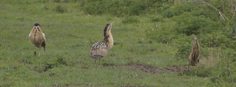 Bittern