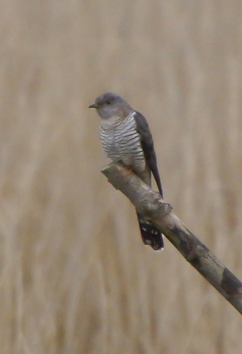 Cuckoo