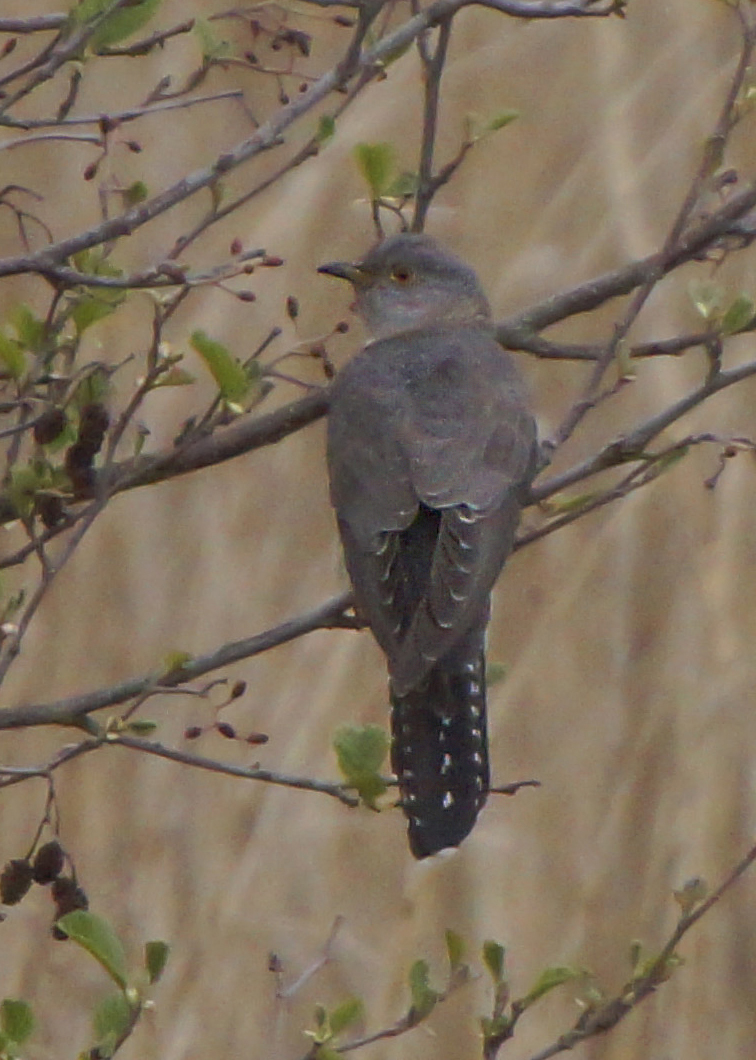 Cuckoo