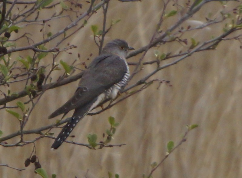 Cuckoo
