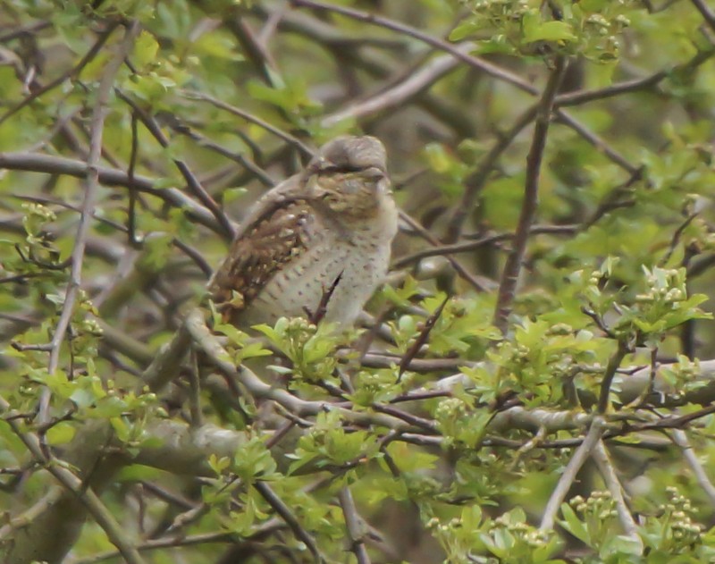 Wryneck