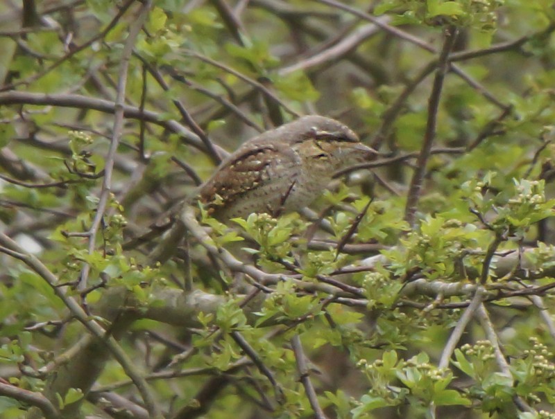 Wryneck