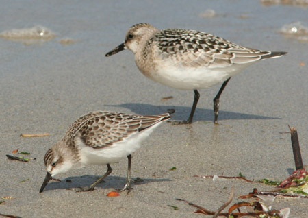 Semipalmated Sandpiper