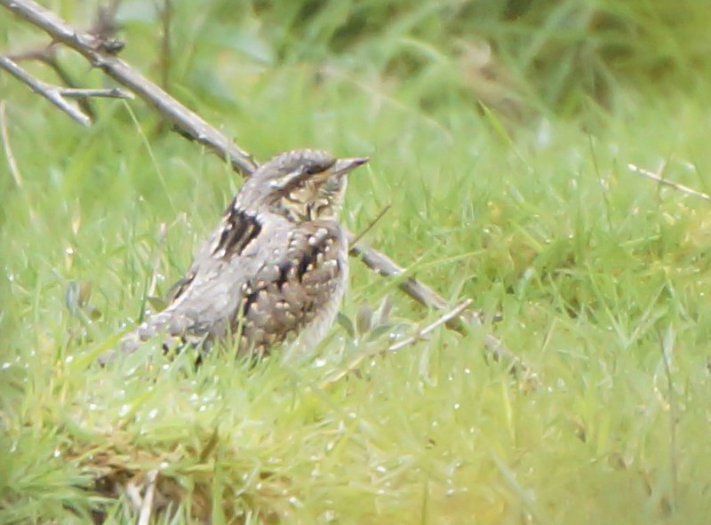 Wryneck