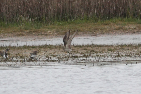 American Golden Plover