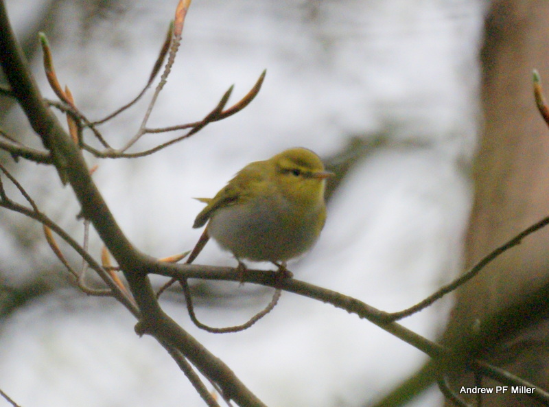 Wood Warbler